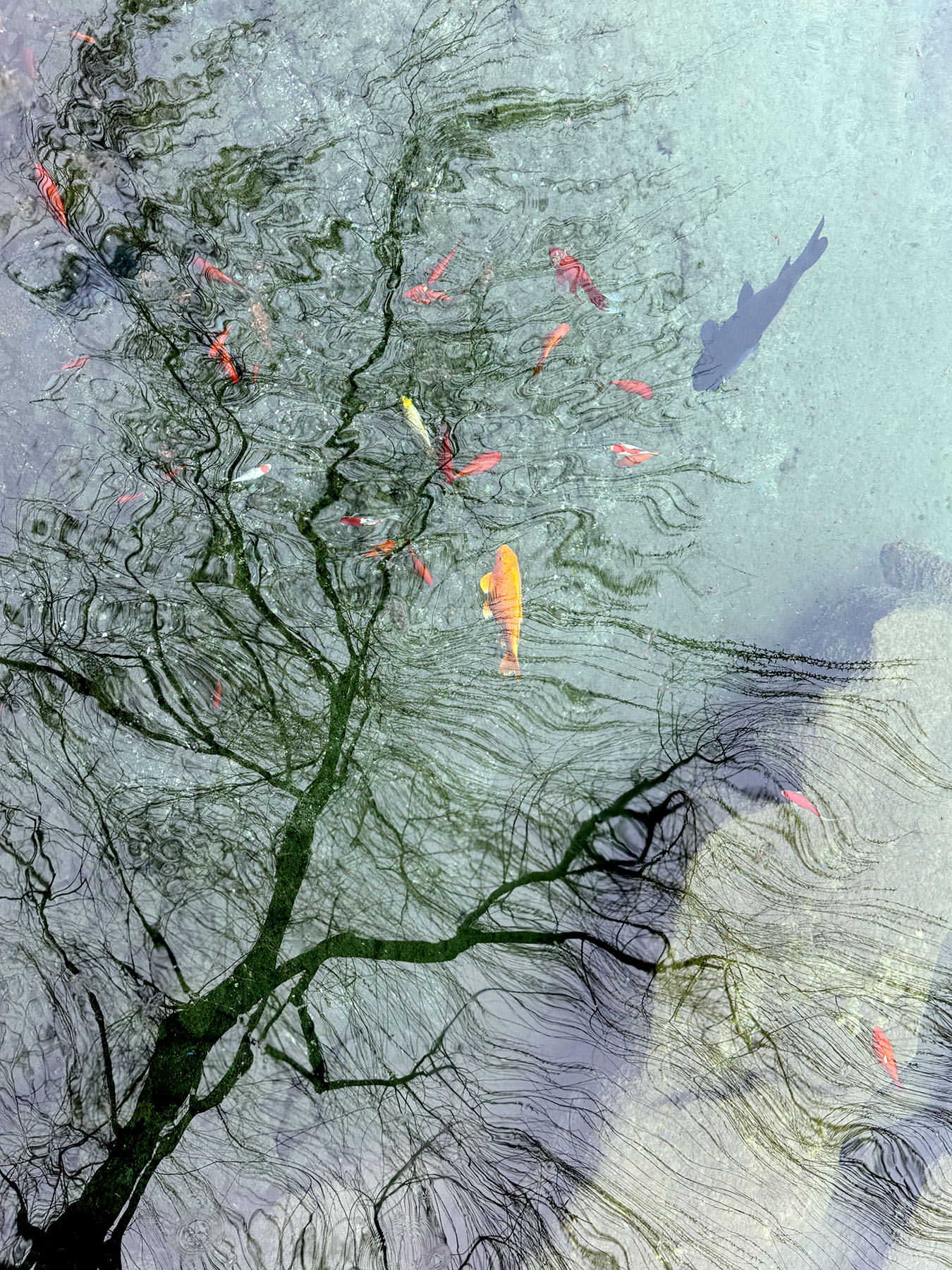 Fish